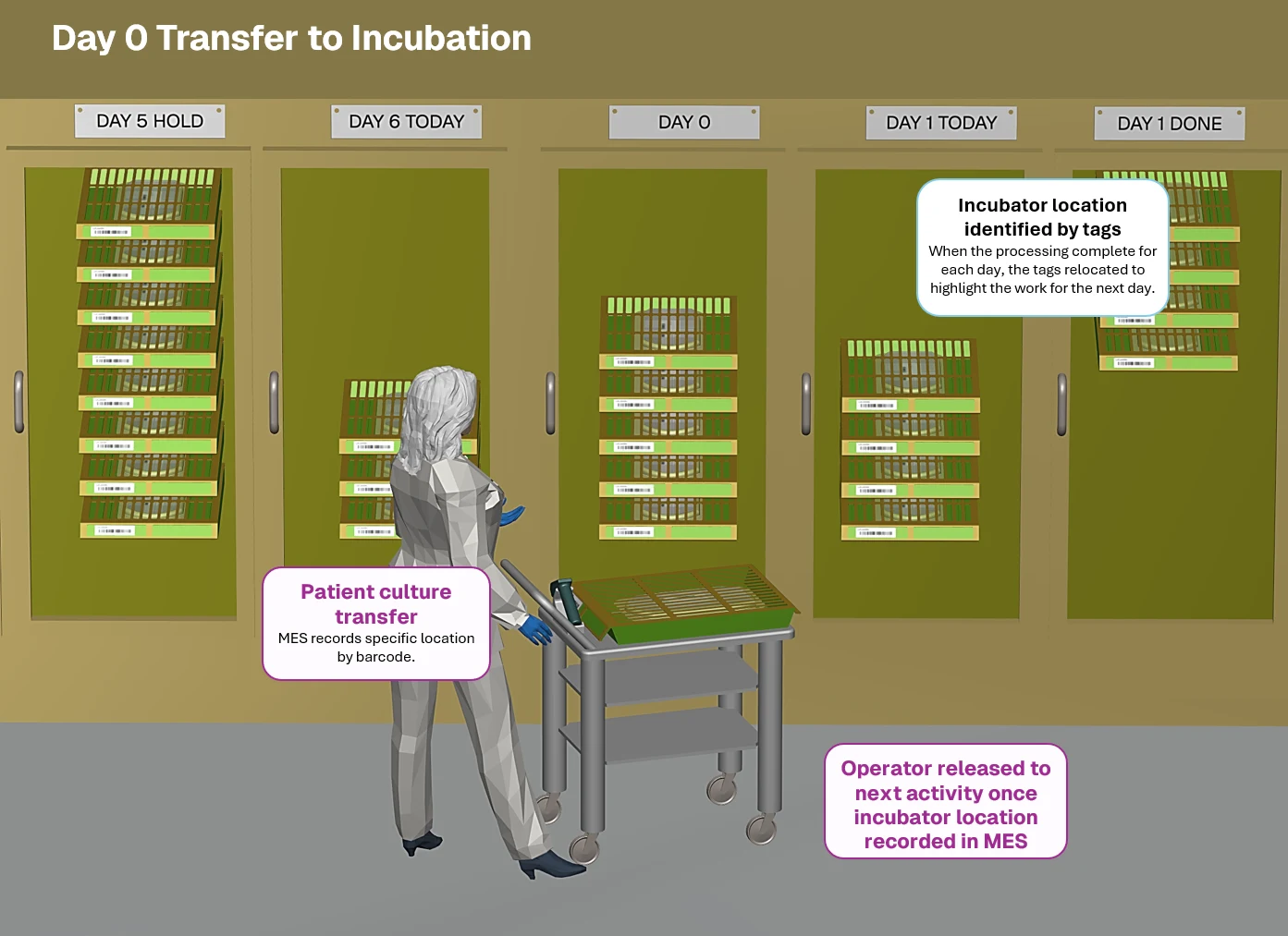 Day 0 Transfer to incubator